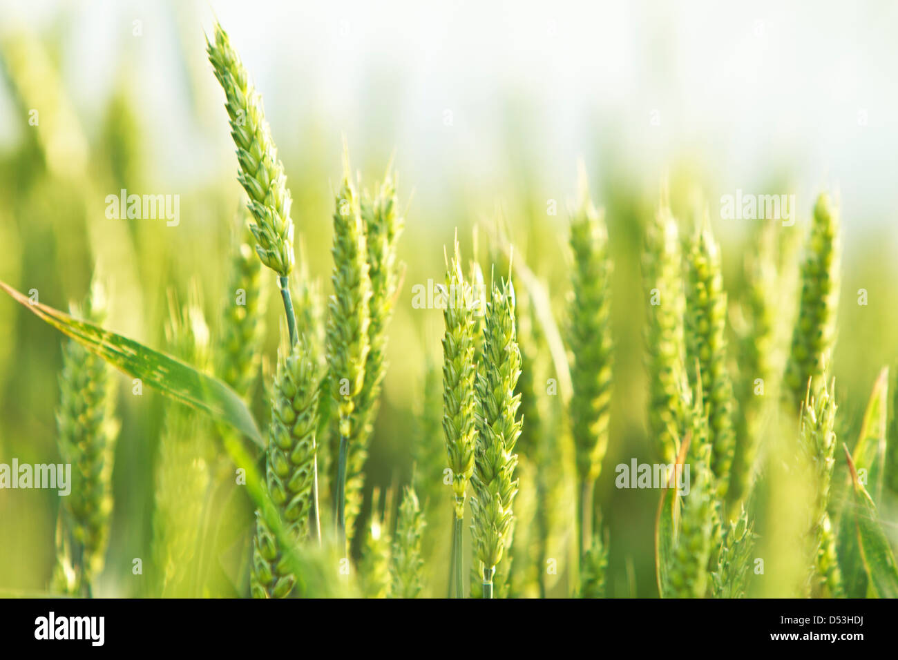 wheat field in spring (Triticum) Stock Photo