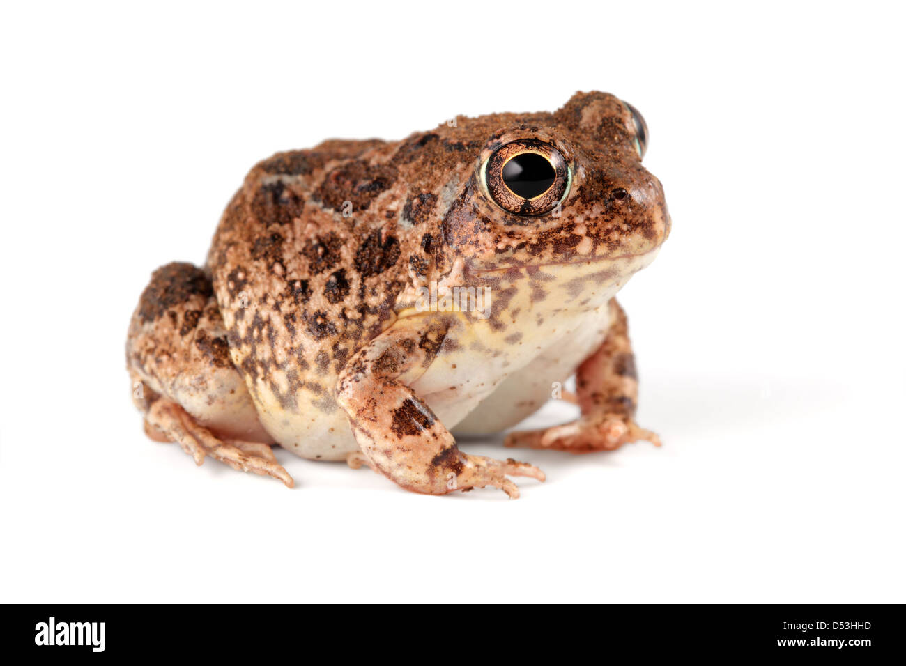 A southern African sand frog (Tomopterna cryptotis) on white Stock Photo