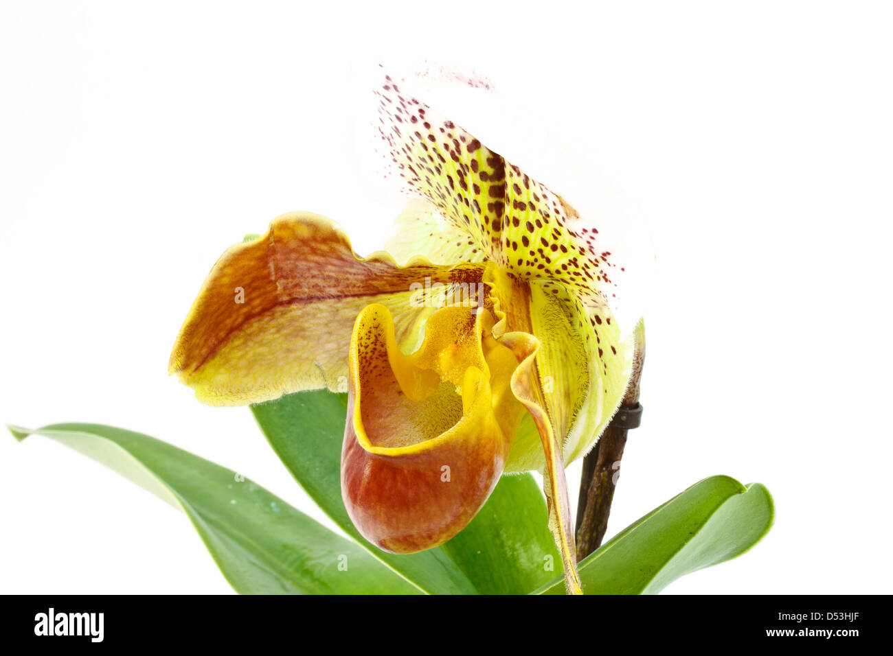 pafiopedilum beautiful orchid isolated on white background Stock Photo