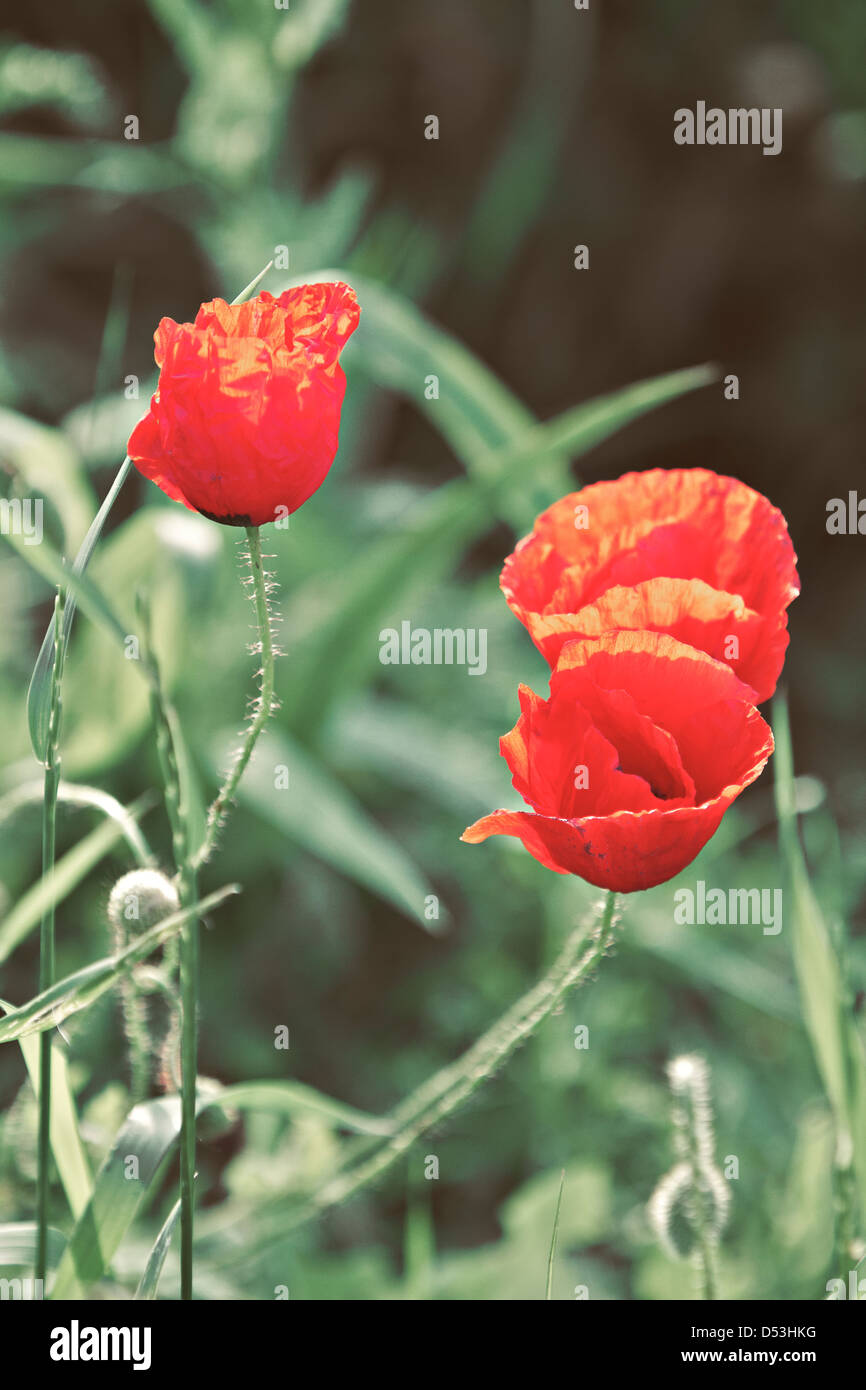 Poppy (Papaveraceae) Stock Photo