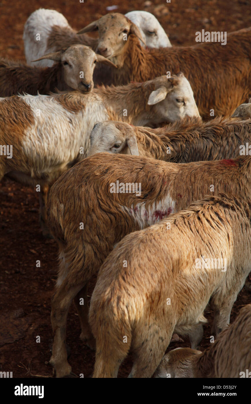 Goats in a farm near Jimma in Ethiopia, Africa Stock Photo Alamy