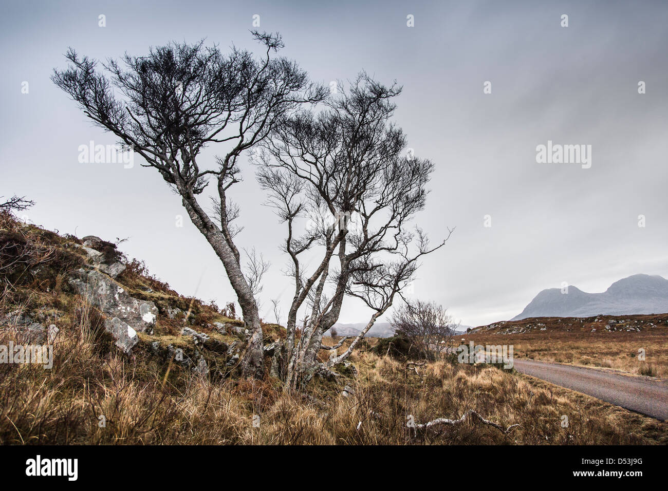 Stunted tree on the road to Achiltibuie in the Coigach, Scotland. Stock Photo