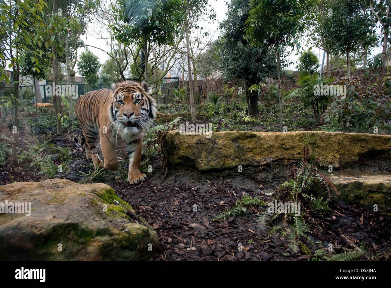 New tiger territory opened in London zoo. new tiger territory opened by