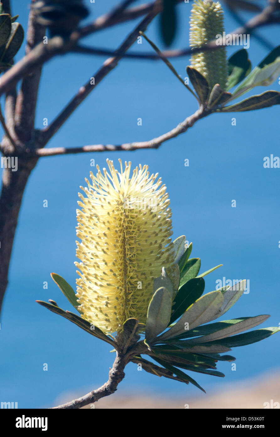 Yellow banksia flower New South Wales Australia native flora sea / ocean behind Stock Photo