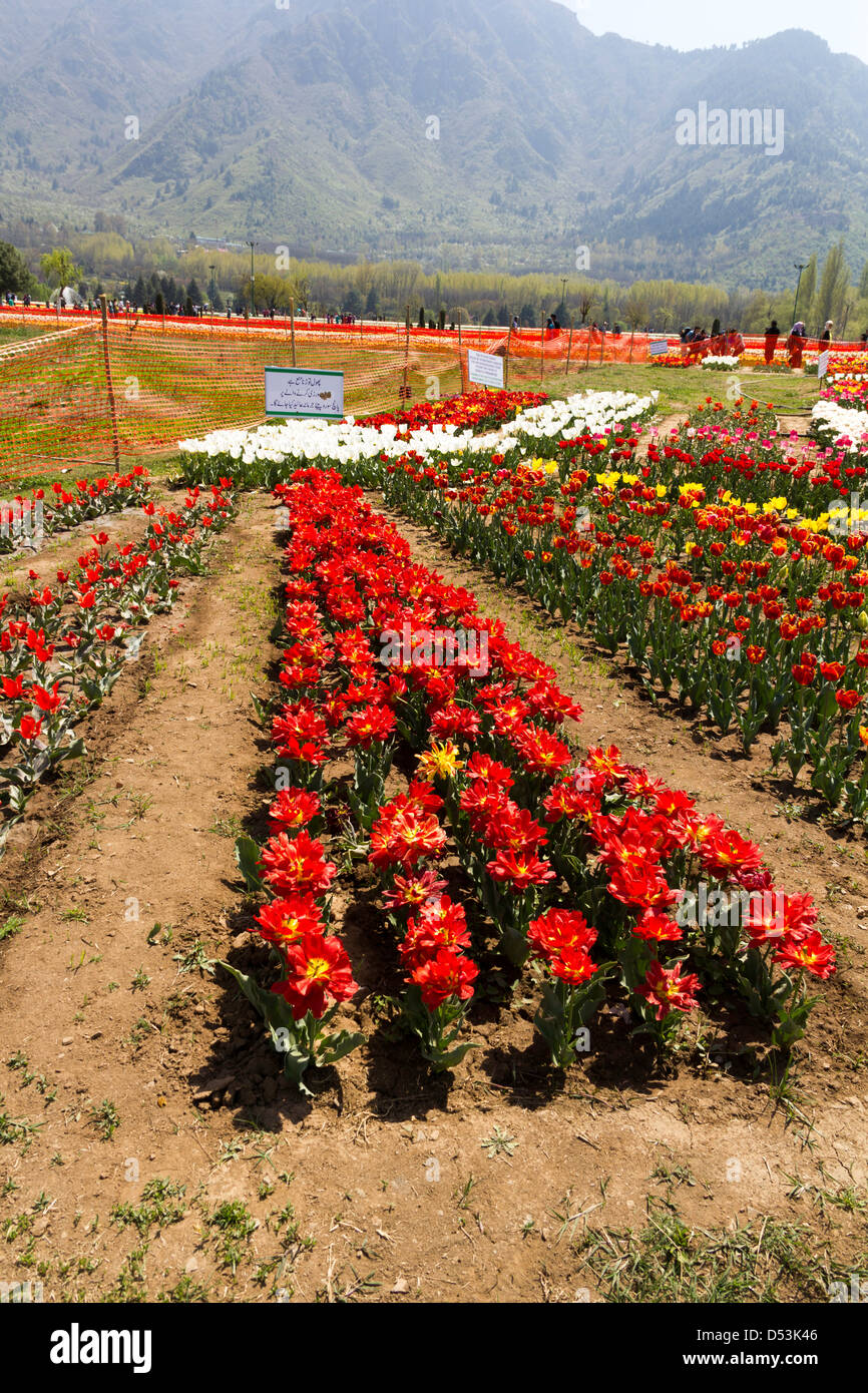Row upon row of red tulip flowers at the Tulip Garden in Srinagar along with admiring tourists, with background of hills. Stock Photo