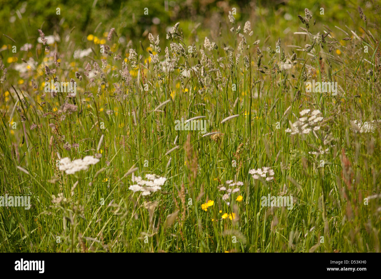 WILD FLOWER MEADOW SUMMER Stock Photo - Alamy