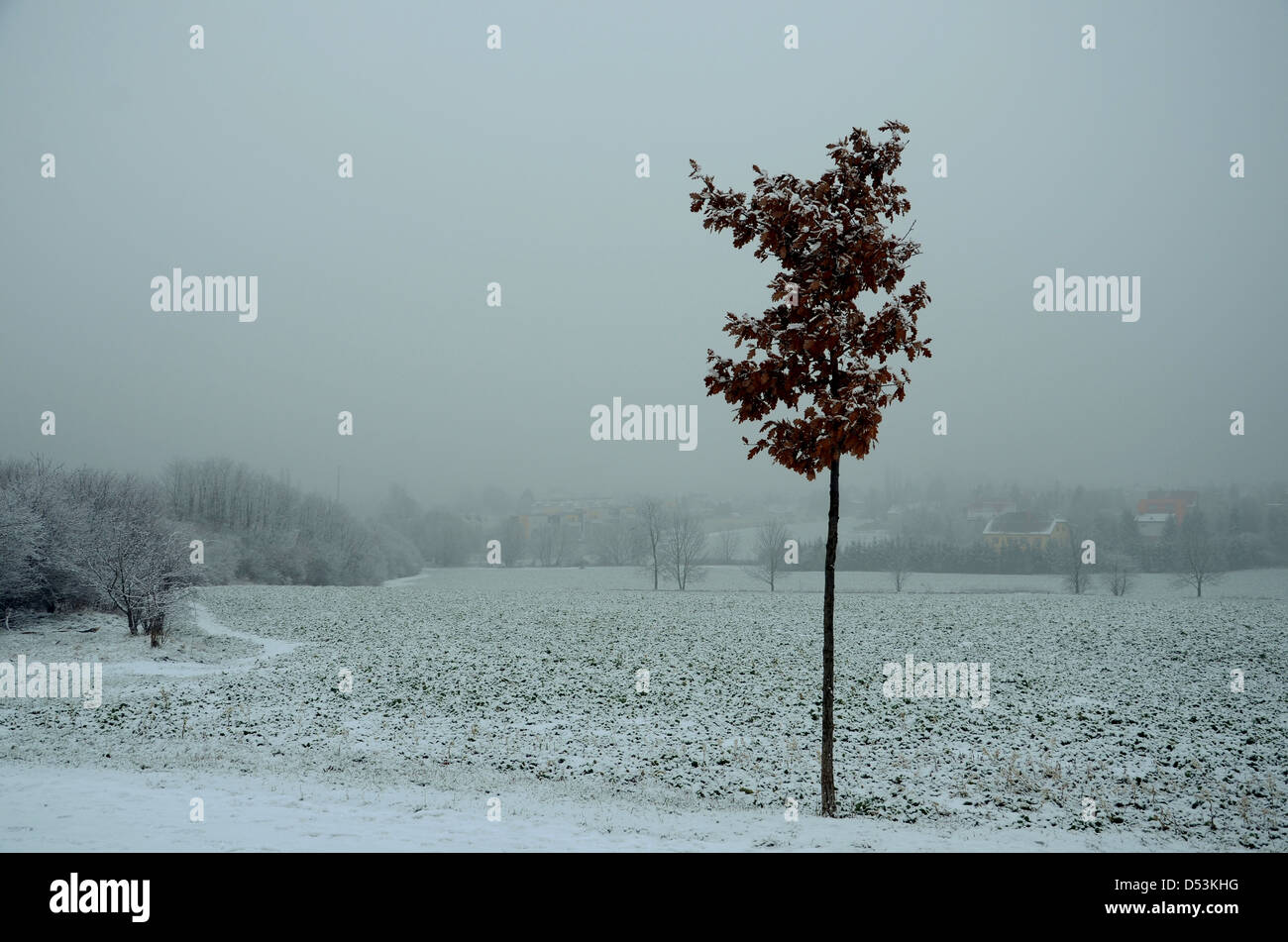 Tree in misty field hi-res stock photography and images - Alamy