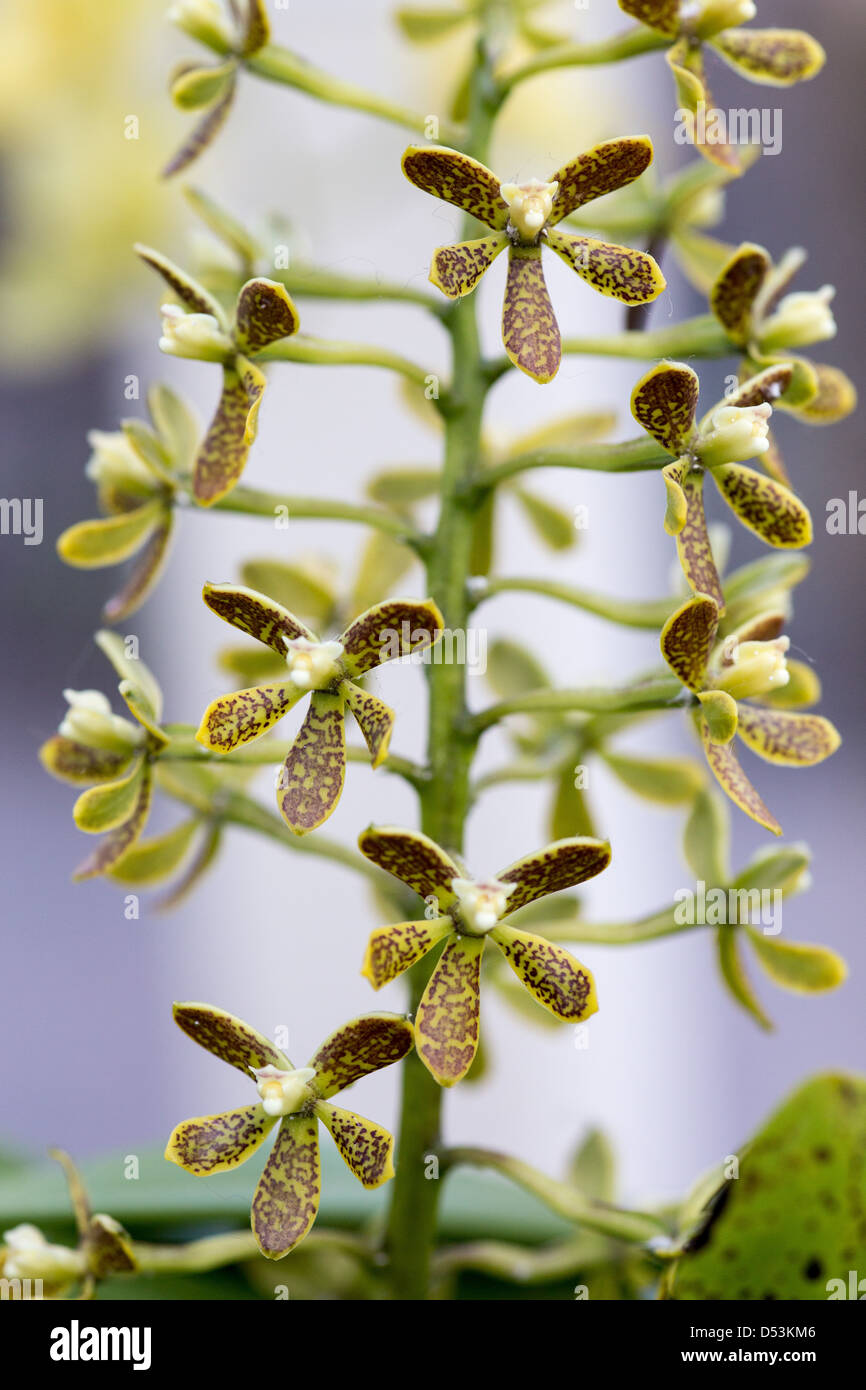 Encyclia Vespa orchid Stock Photo Alamy