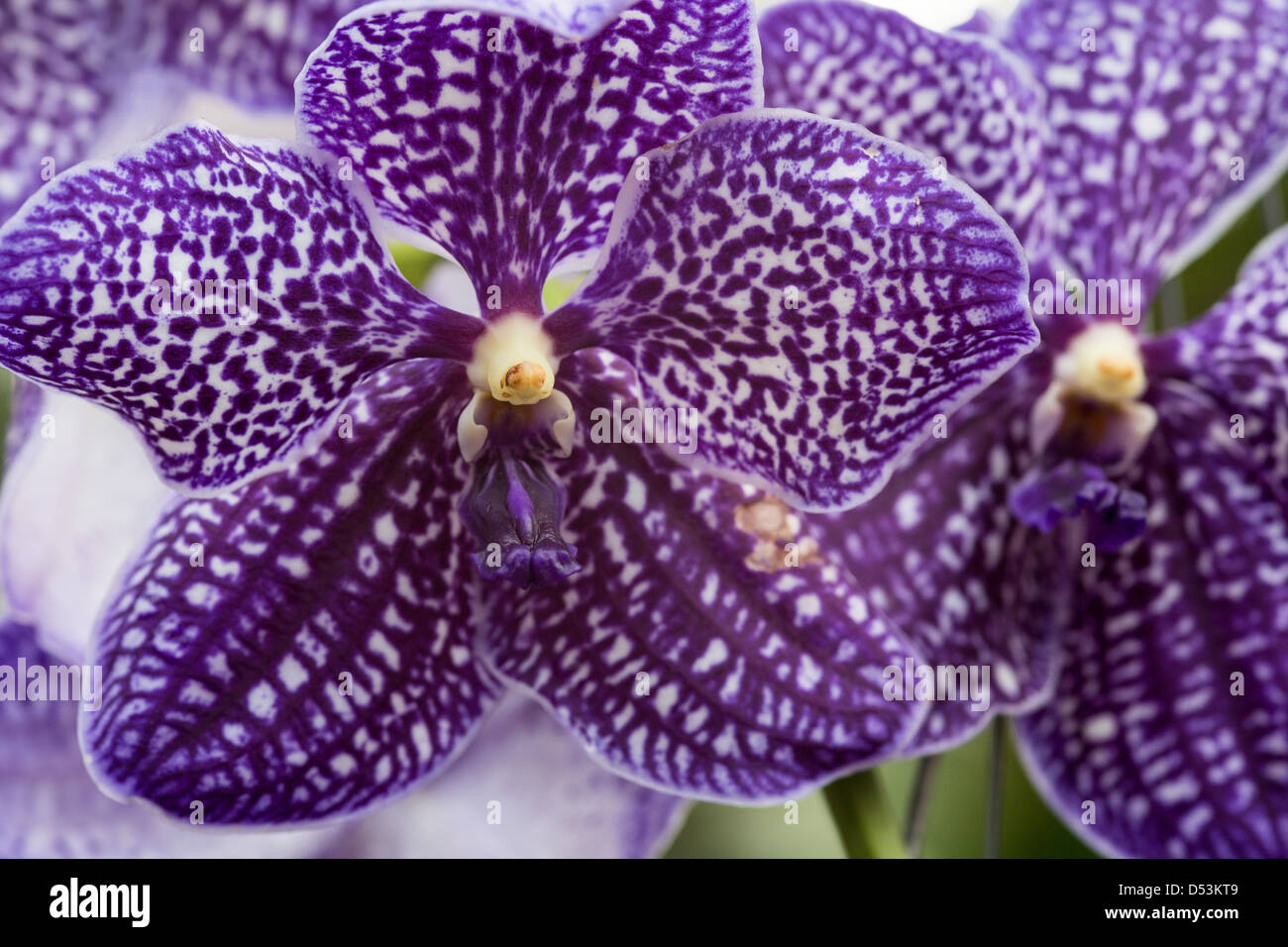 Orchid Vanda Stock Photo
