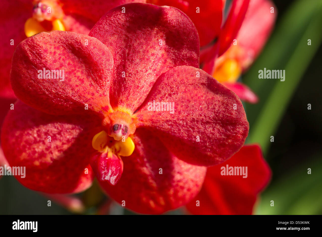 Orchid Vanda Stock Photo