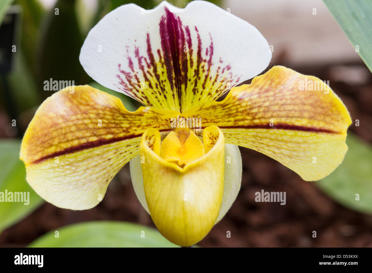 Orchid Paphiopedilum Stock Photo