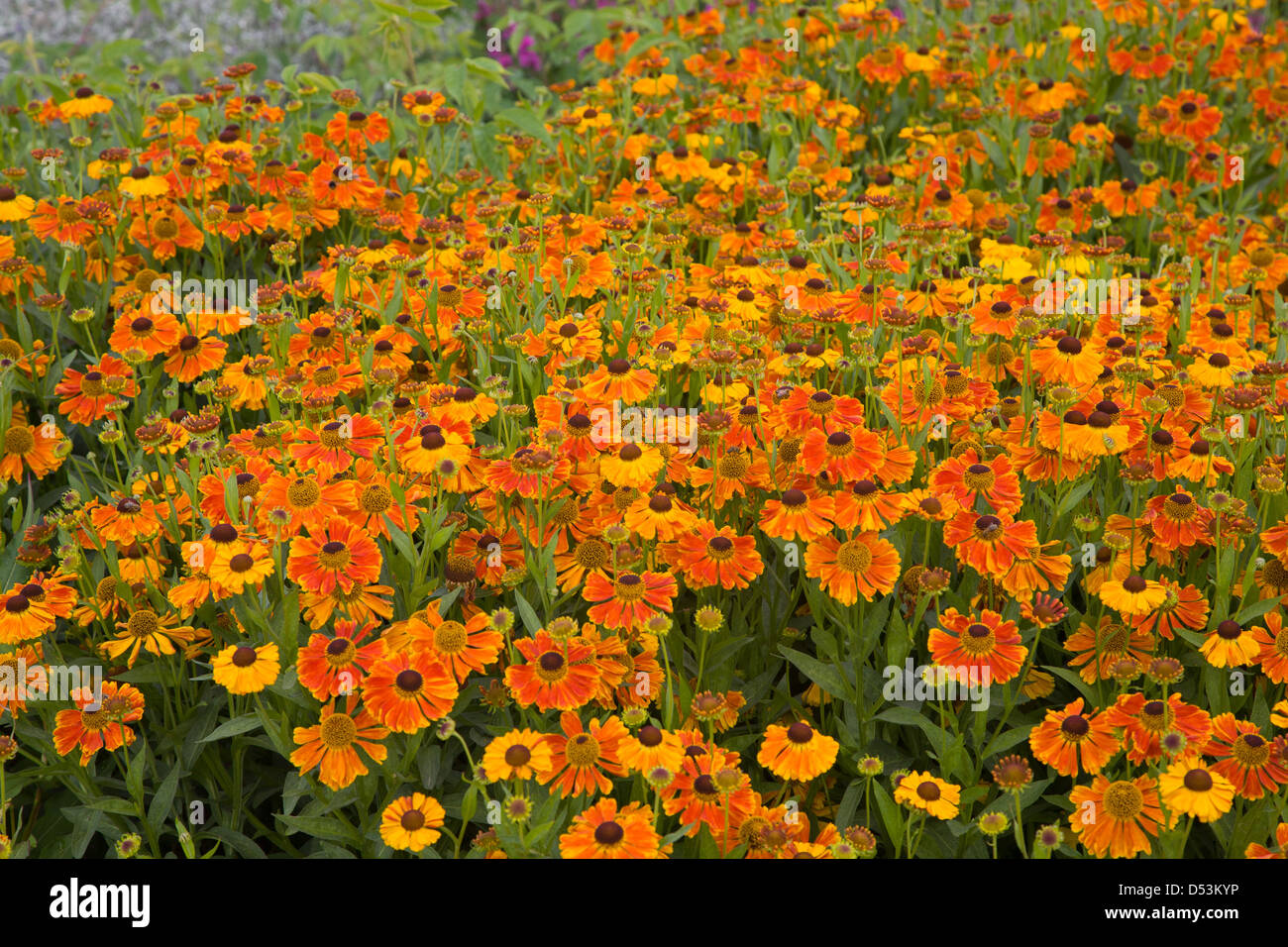 Helenium hi-res stock photography and images - Alamy
