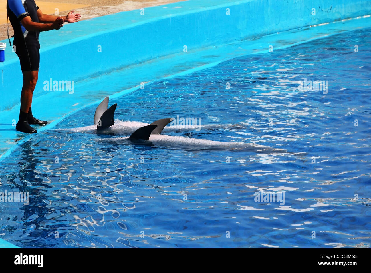 Dolphinarium at the Oceanographic in Valencia, Spain Stock Photo