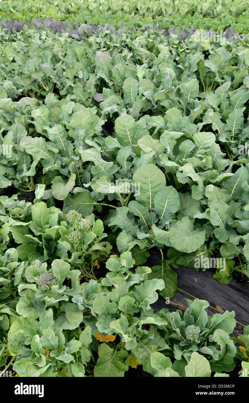 Broccoli and cabbage growing on a small farm in Oregon's Wallawa Valley. Stock Photo