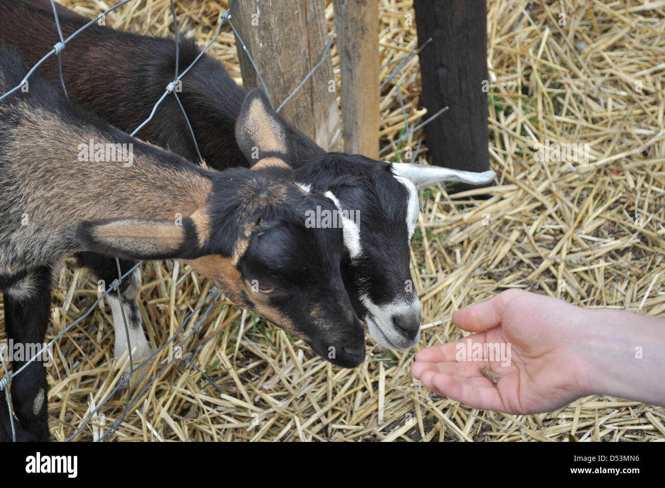 Man feeding goats at UK farm Stock Photo