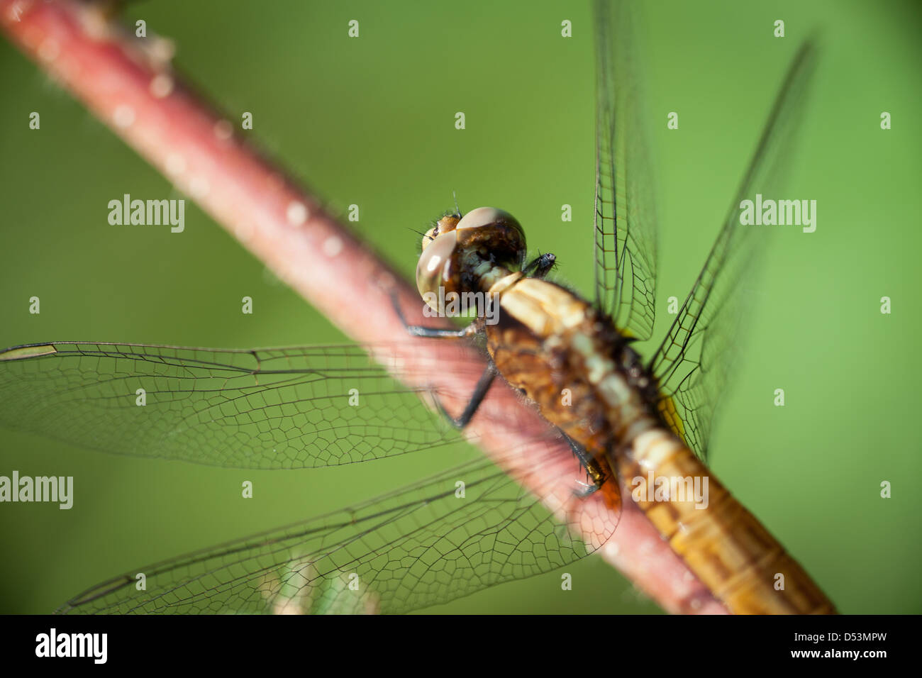 Details on a Dragonfly at Cienaga las Macanas nature reserve, Herrera province, Republic of Panama. Stock Photo