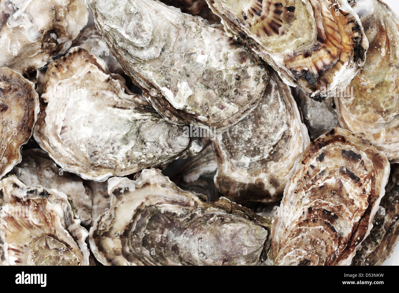 Oysters background macro close up Stock Photo Alamy
