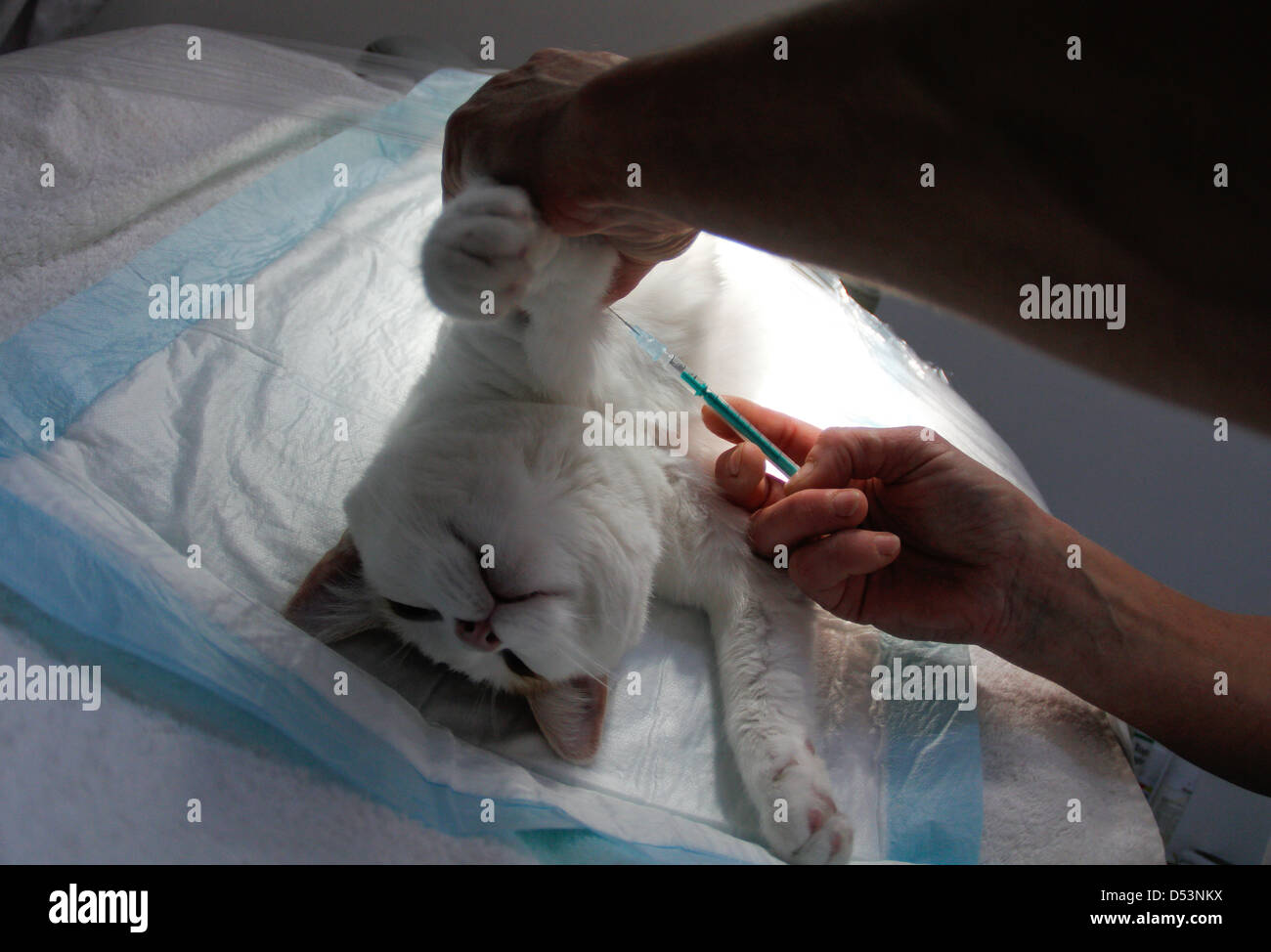 A veterinarian practices a sterilization surgeon on a female cat Stock