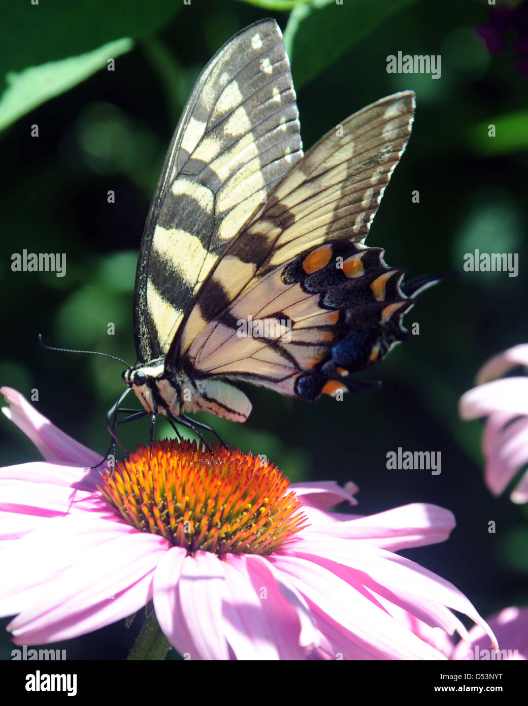 Yellow Swallowtail butterfly large colorful in family Papilionidae sits on pink flower, Swallowtails species Papilio machaon, Stock Photo