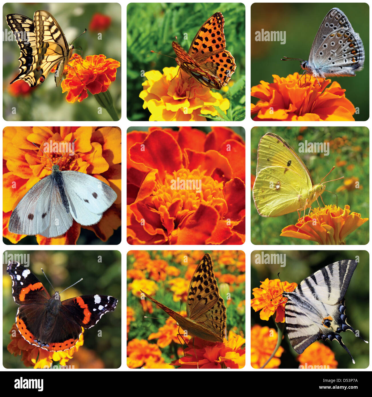 collage with butterflies sitting on marigold flower Stock Photo