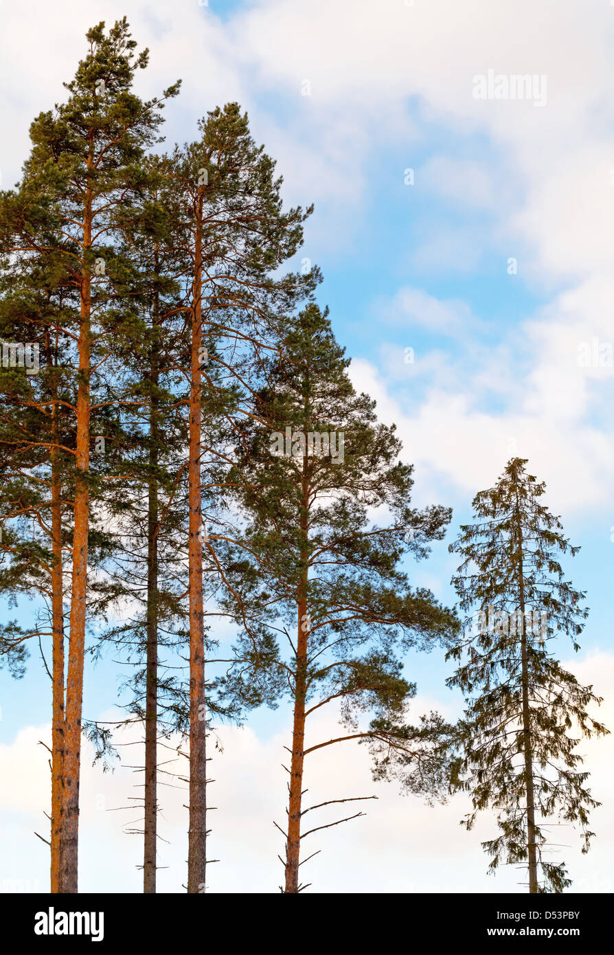 Pine trees and fir in the forest above cloudy sky Stock Photo