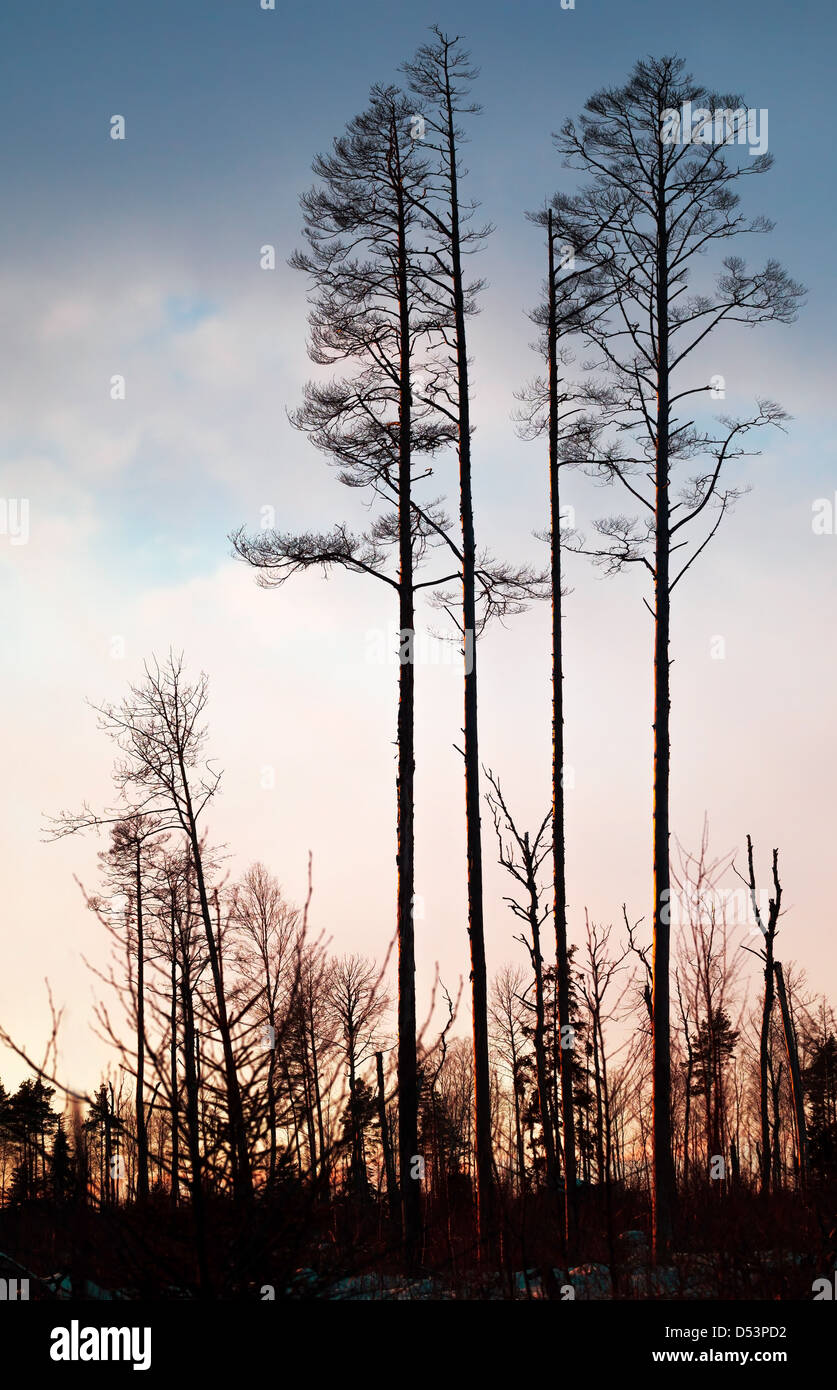 Dry pine trees silhouette above colorful evening sky Stock Photo