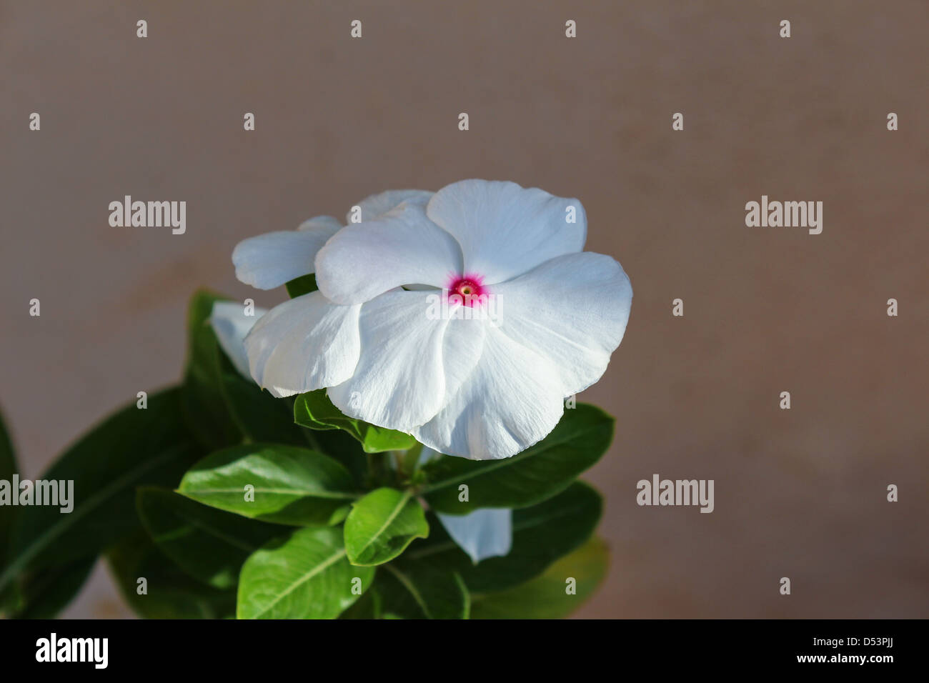 Flor vicaria hi-res stock photography and images - Alamy