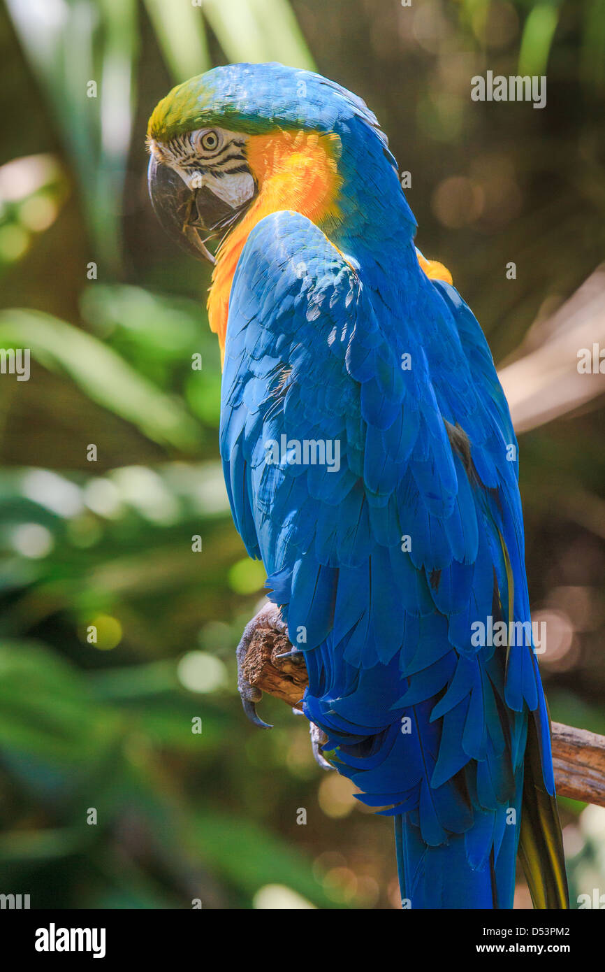 Yellow blue Ara parrot portrait Stock Photo