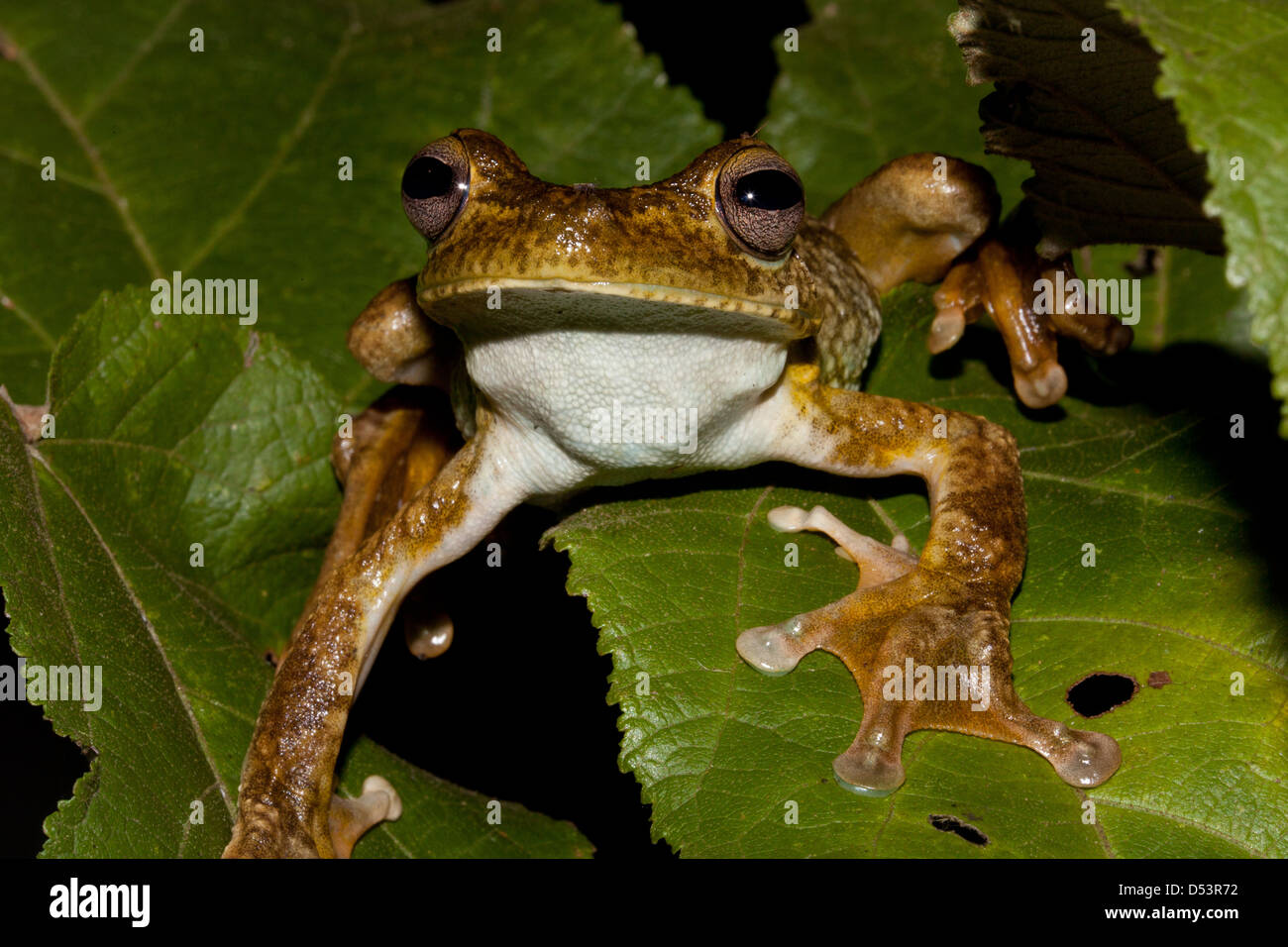 Giant Gladiator Frog, sci.name; Hypsiboas boans, at Burbayar nature reserve, Panama province, Republic of Panama. Stock Photo