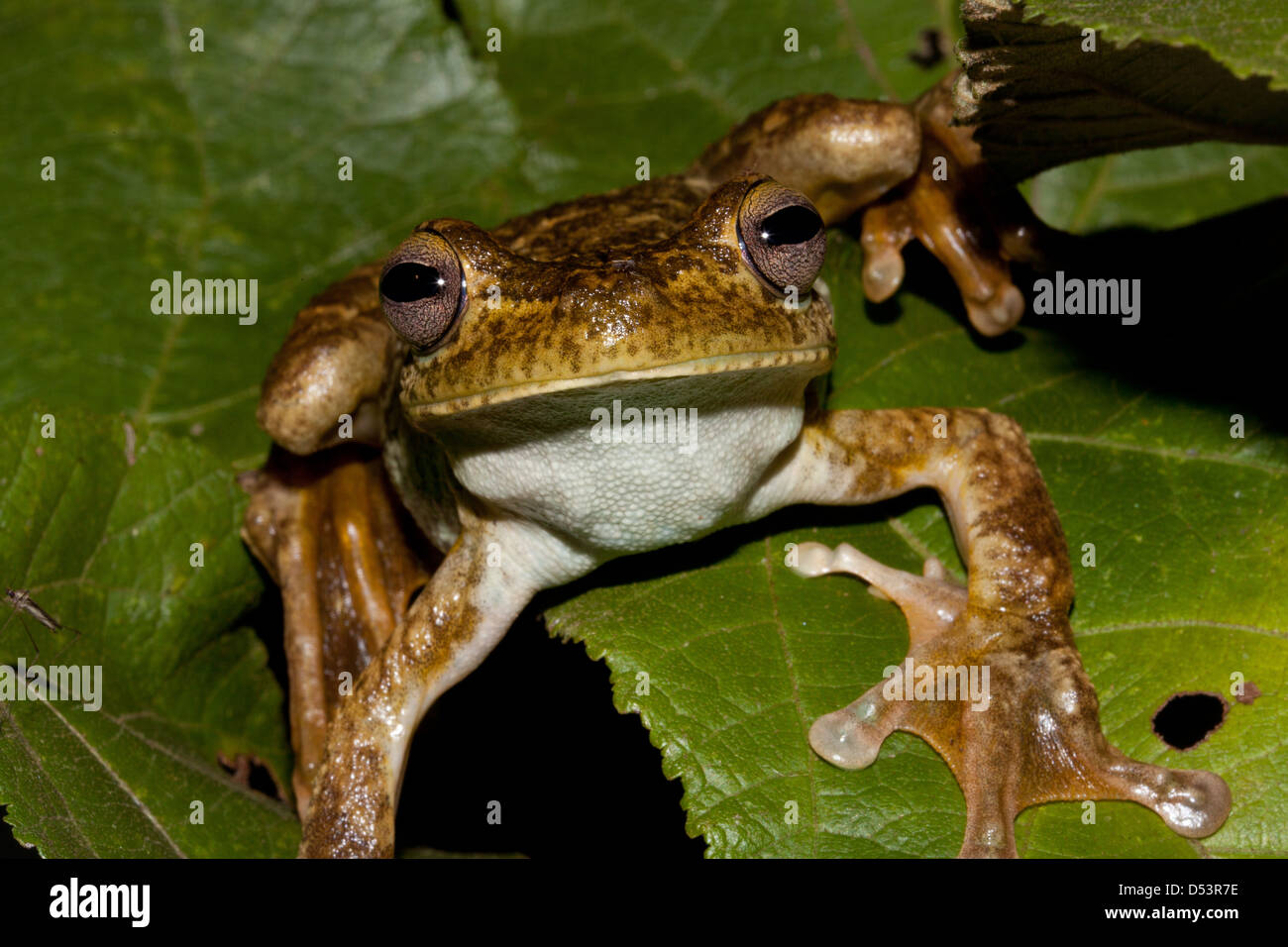 Giant Gladiator Frog, sci.name; Hypsiboas boans, at Burbayar nature reserve, Panama province, Republic of Panama. Stock Photo