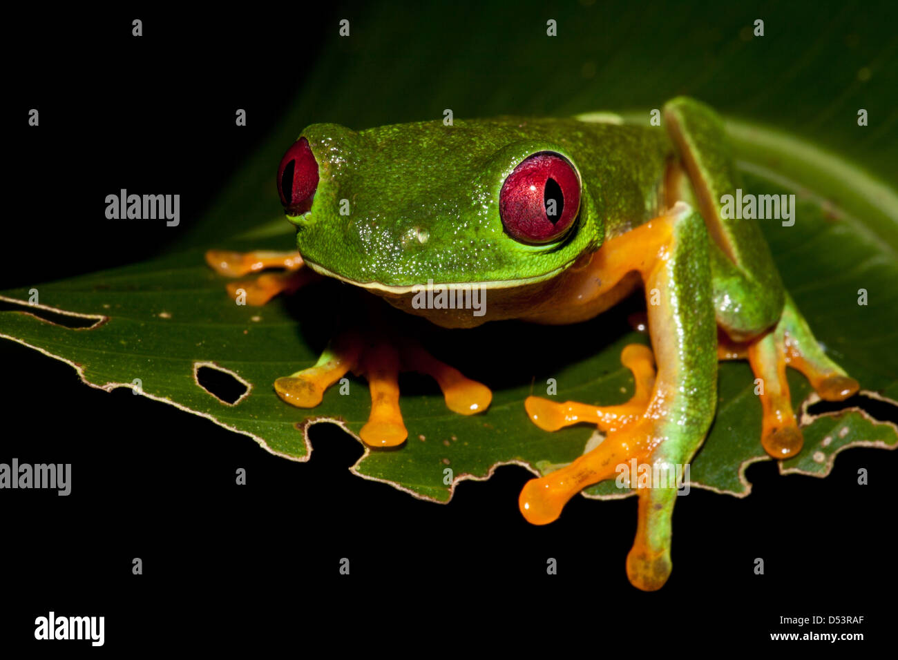 Red-eyed Leaf-Frog, sci.name; Agalychnis callidryas, at Burbayar nature reserve, Panama province, Republic of Panama. Stock Photo