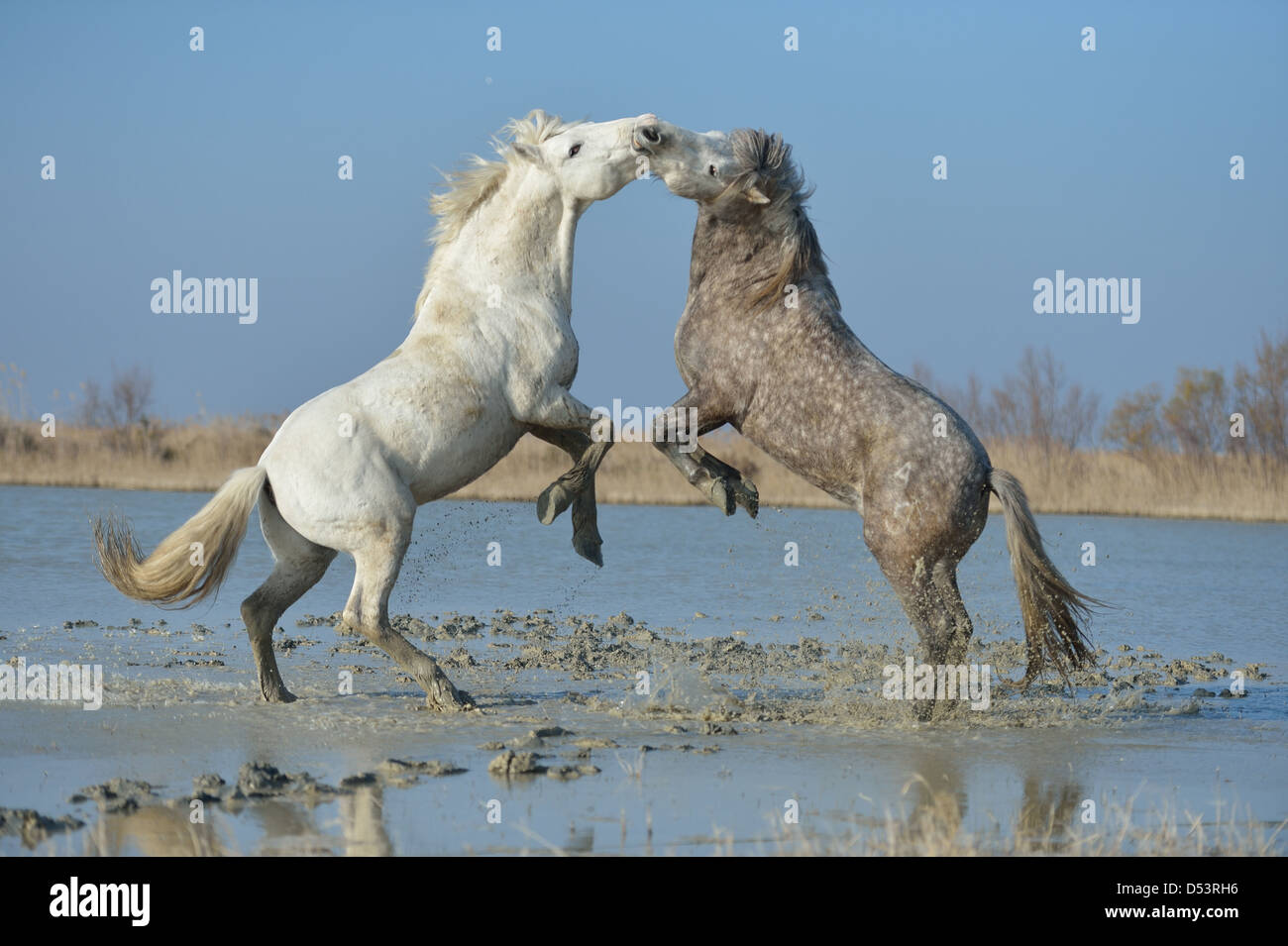 Camargue Horse (Equus caballus) two stallions fighting in a marsh in winter Camargue - France Stock Photo