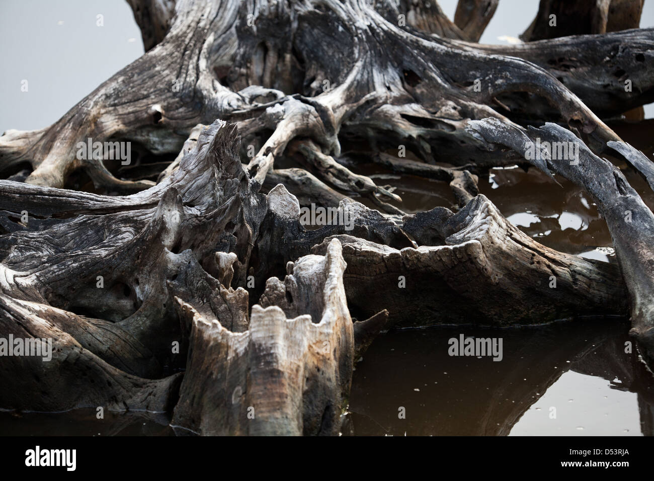 Root formations in the mangrove forest at Punta Chame on the Pacific coast, Panama province, Republic of Panama. Stock Photo