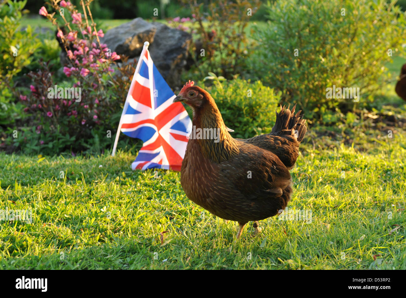 Single Welsummer hen in front of union jack flag england Stock Photo
