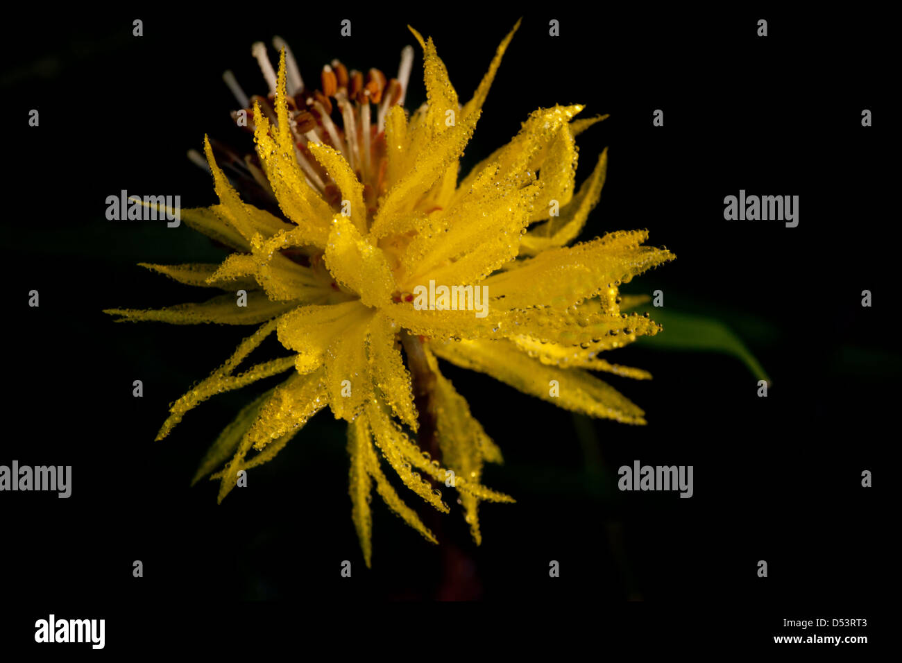 Yellow flower at Cienaga las Macanas nature reserve, Herrera province, Republic of Panama. Stock Photo