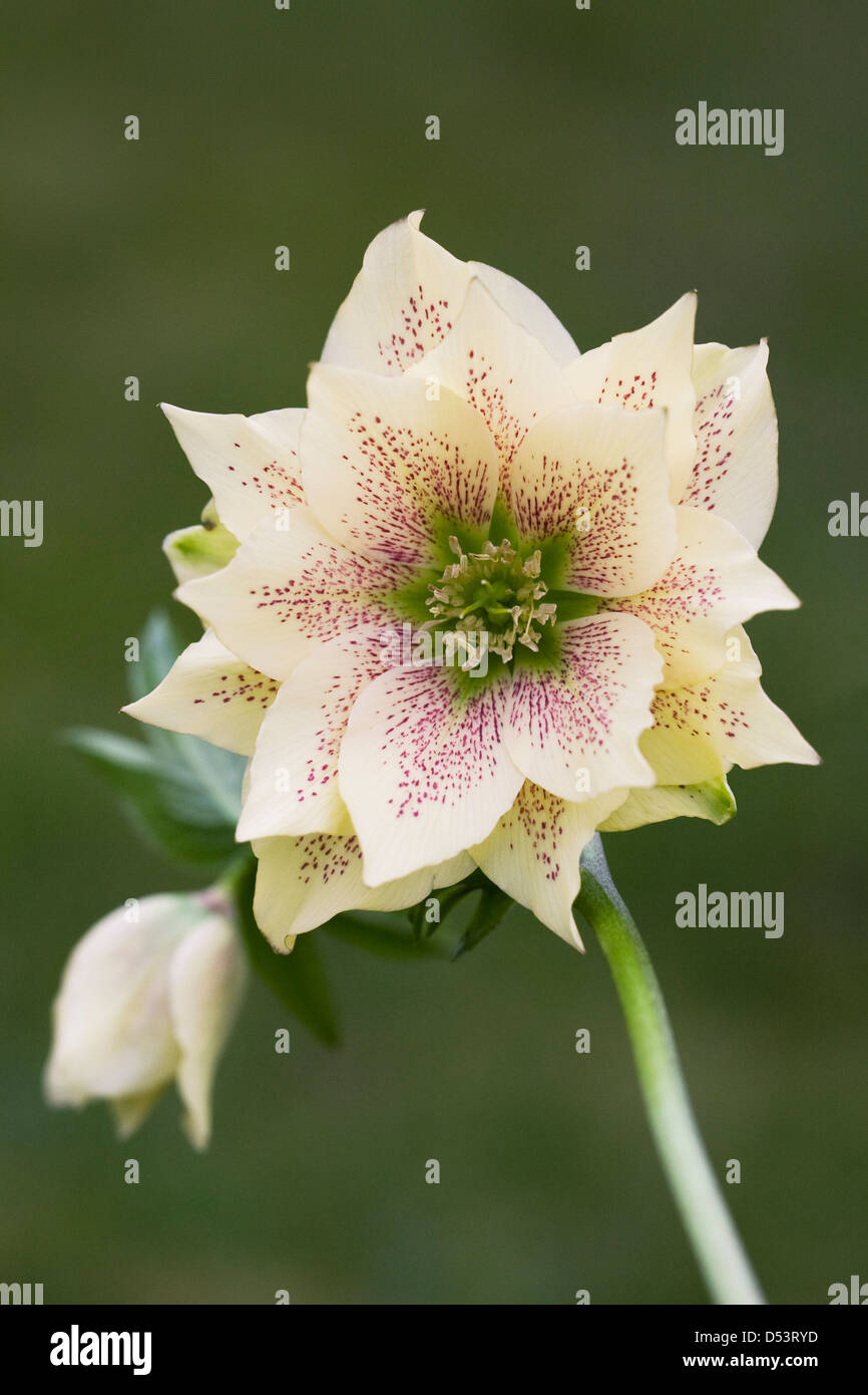 Helleborus orientalis 'Harvington Double Yellows'. Stock Photo