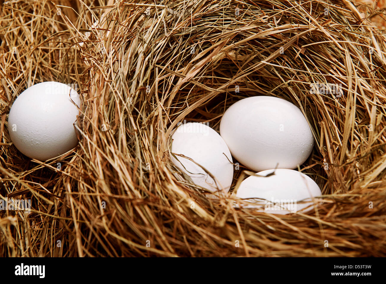 Three white eggs in the straw nest Stock Photo - Alamy