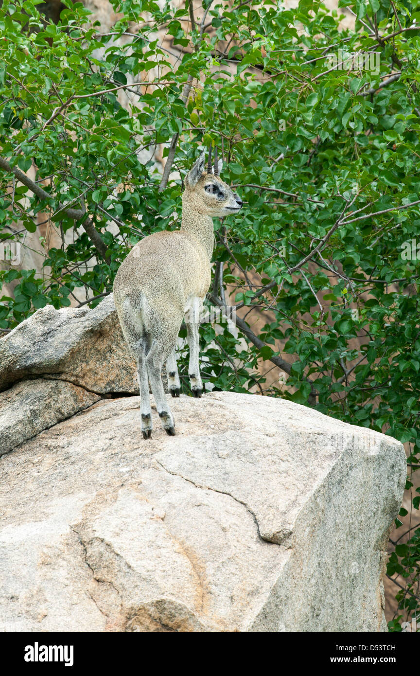 Male Klipspringer Oreotragus oreotragus small rock dwelling antelope standing on a large rock Stock Photo