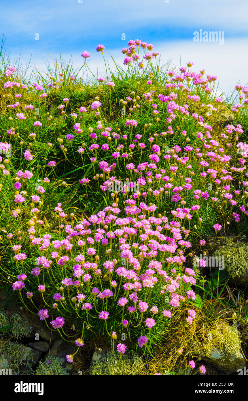 Thrift growing on a wall along the South West Coast Path on the North Cornwall coastline, England. Stock Photo