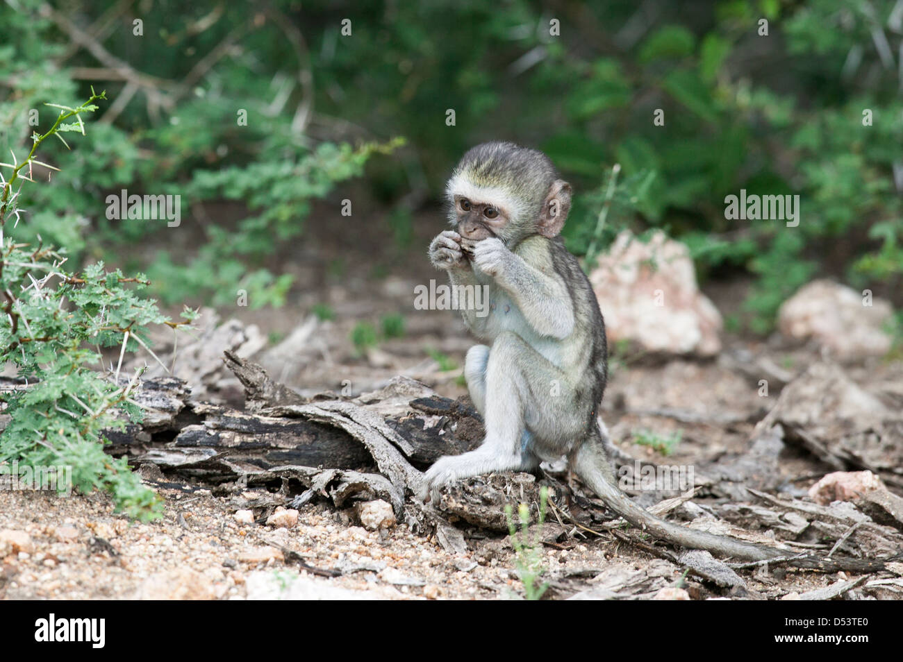Young vervet monkey Chlorocebus pygerythrus sitting  hands to mouth as if playing a mouth organ or harmonica Stock Photo