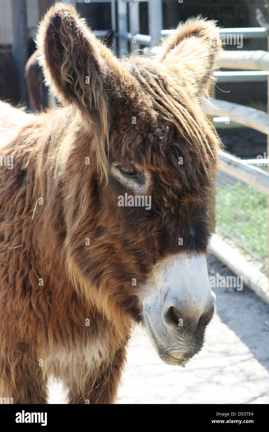 brown donkey Stock Photo