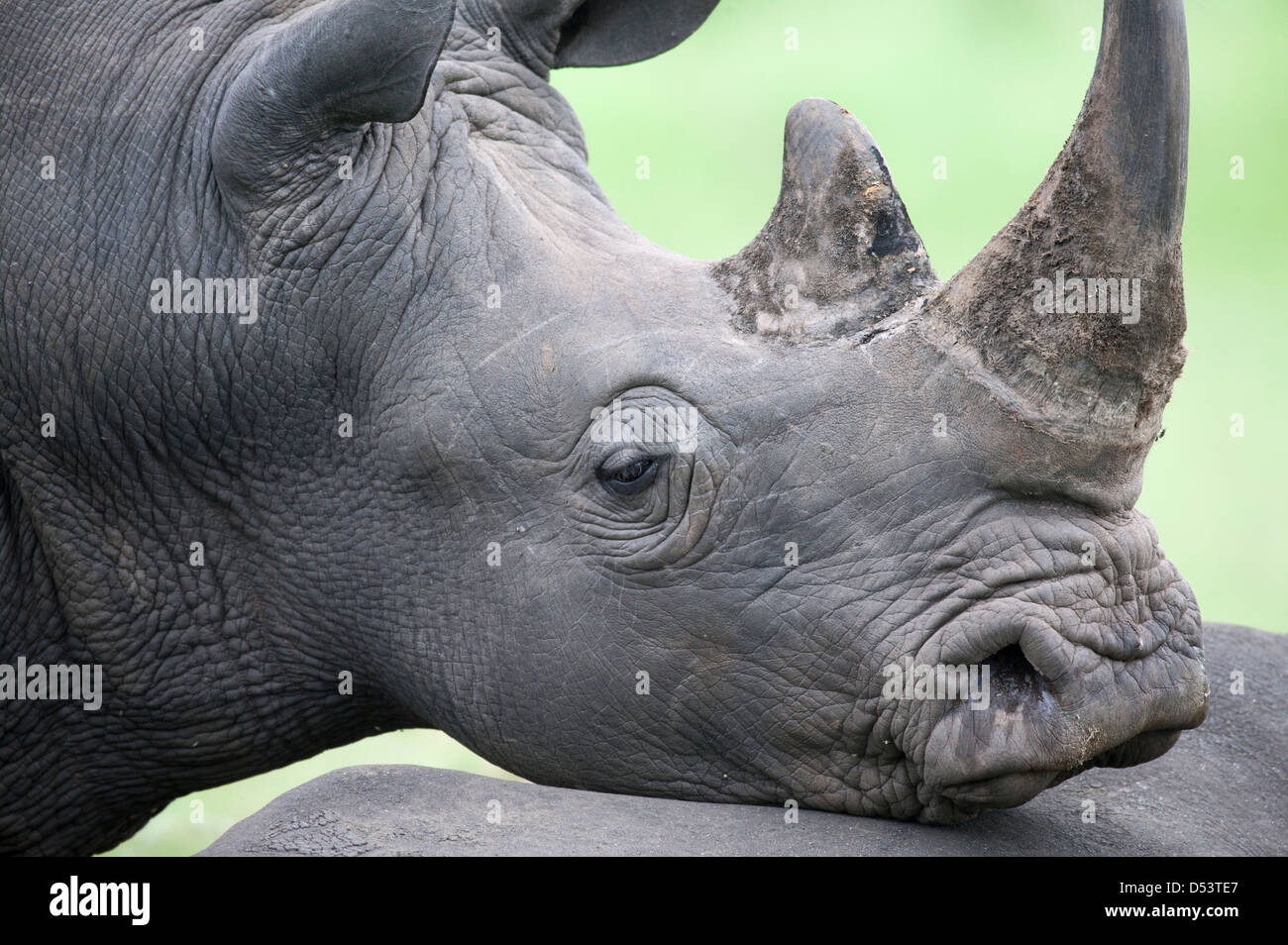 Abstract close up head shot of a White rhinoceros or square lipped rhinoceros Ceratotherium simum Stock Photo