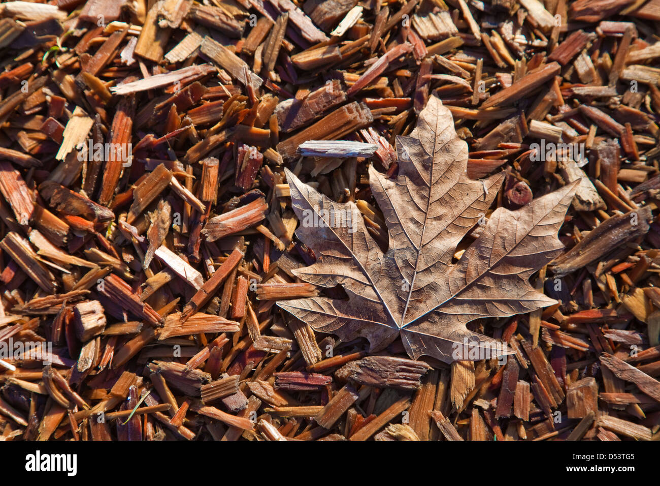 A dried Maple leaf laying on a bed of wood chips. Stock Photo