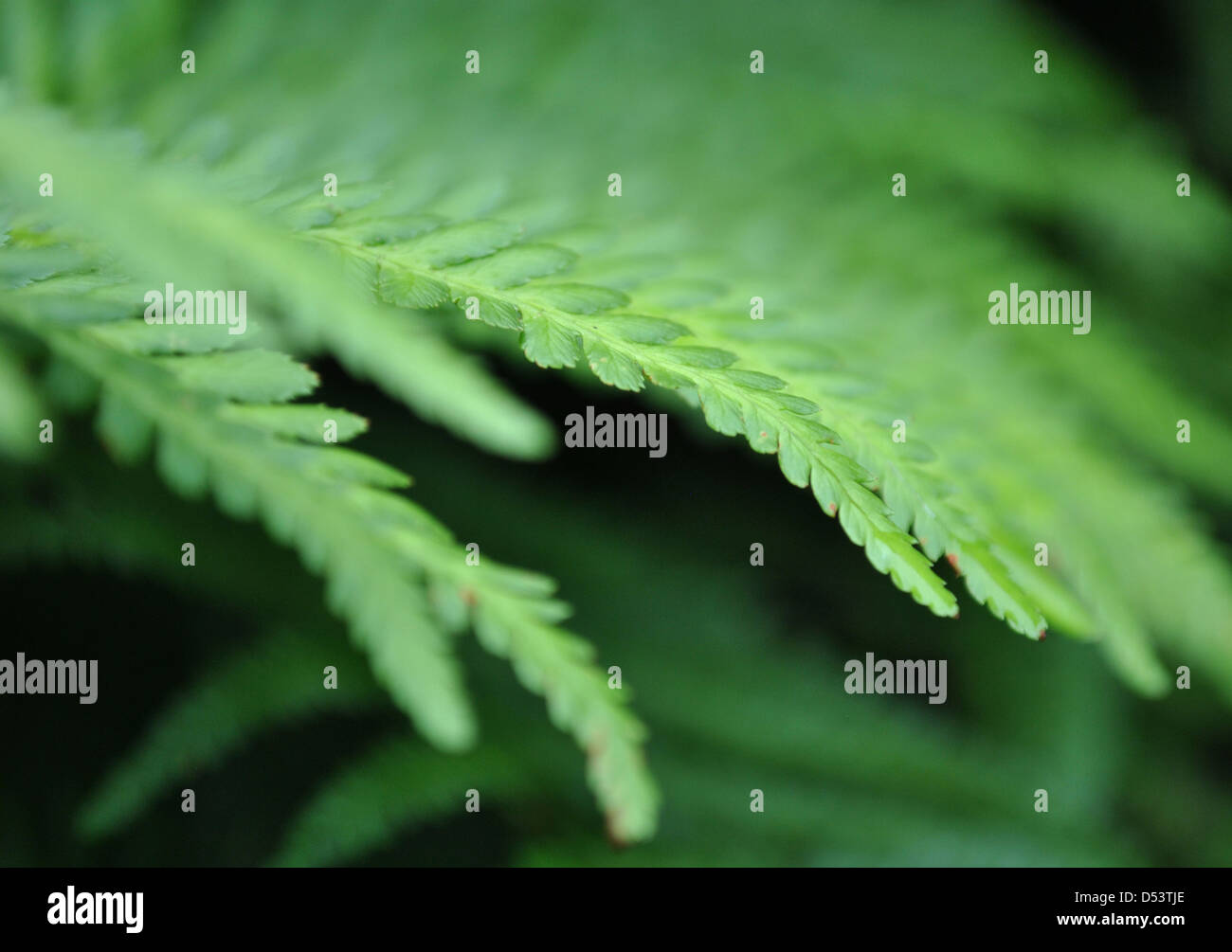 Image of green leaves hi-res stock photography and images - Alamy