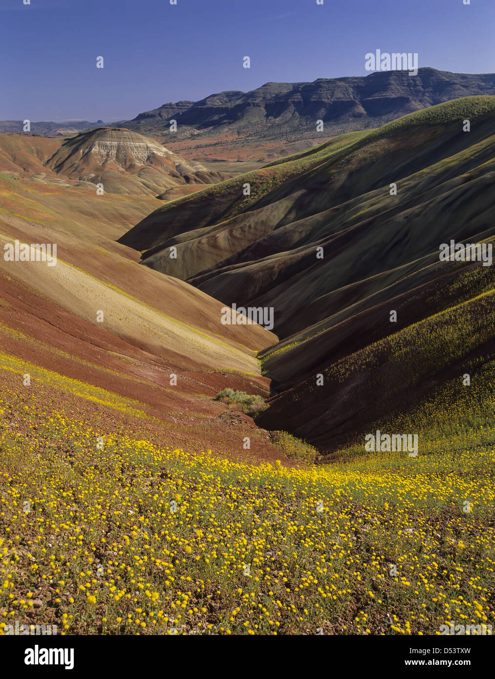 USA, Oregon, John Day Fossil Beds National Monument. Chaenactis flowers line volcanic claystone slopes of the Painted Hills Unit Stock Photo