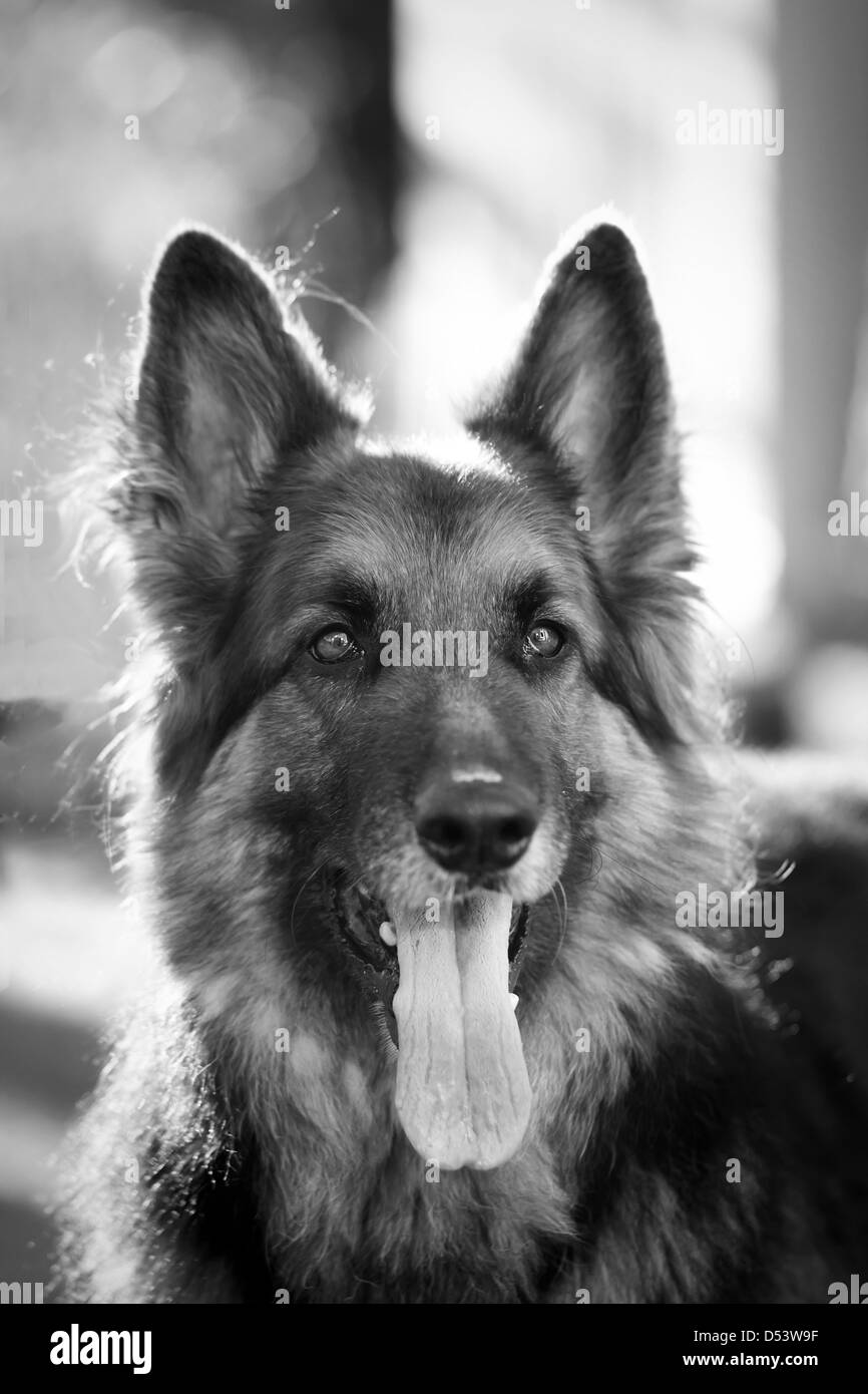 A well groomed, pedigree, long haired German Shepherd Dog at four years
