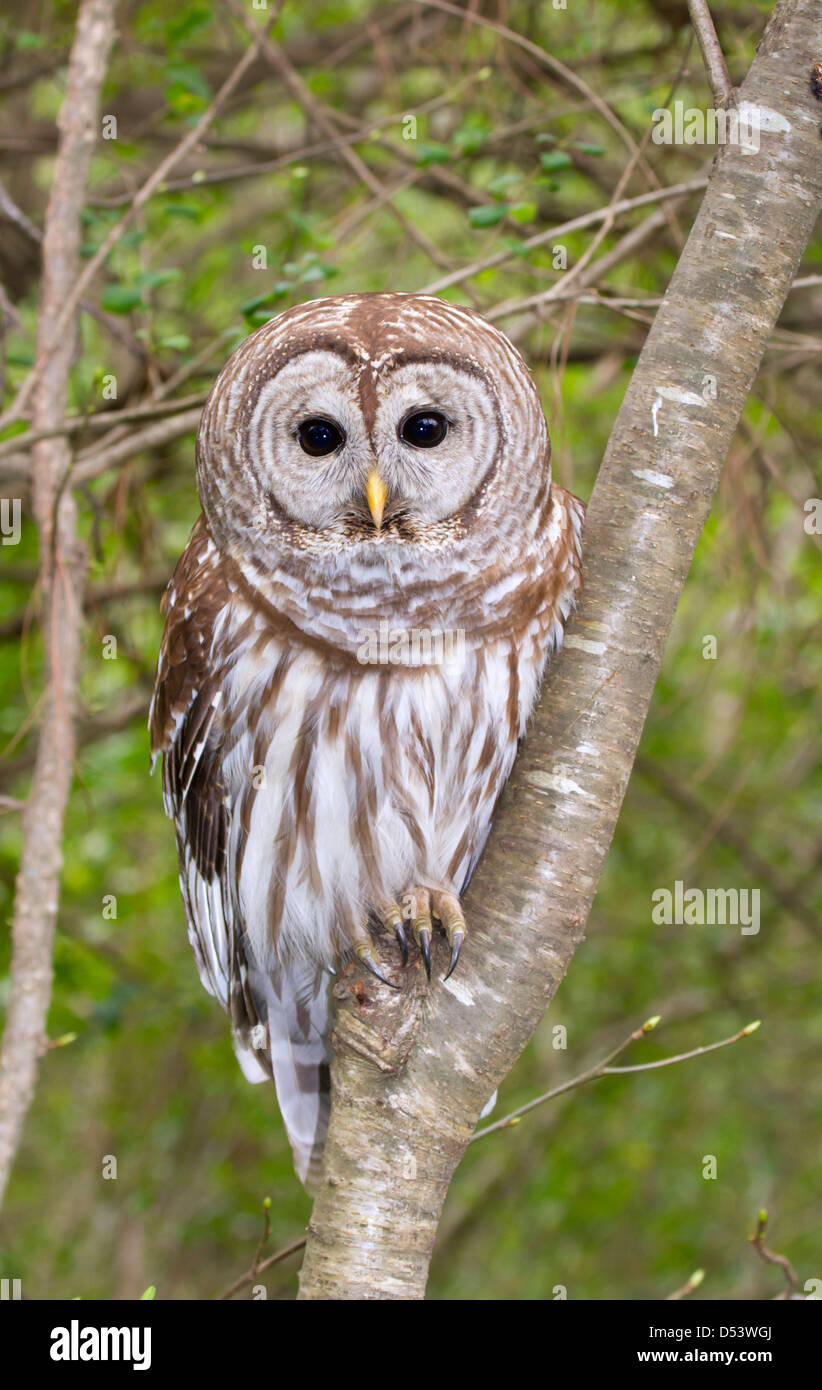 Barred owl (Strix varia) portrait. Stock Photo