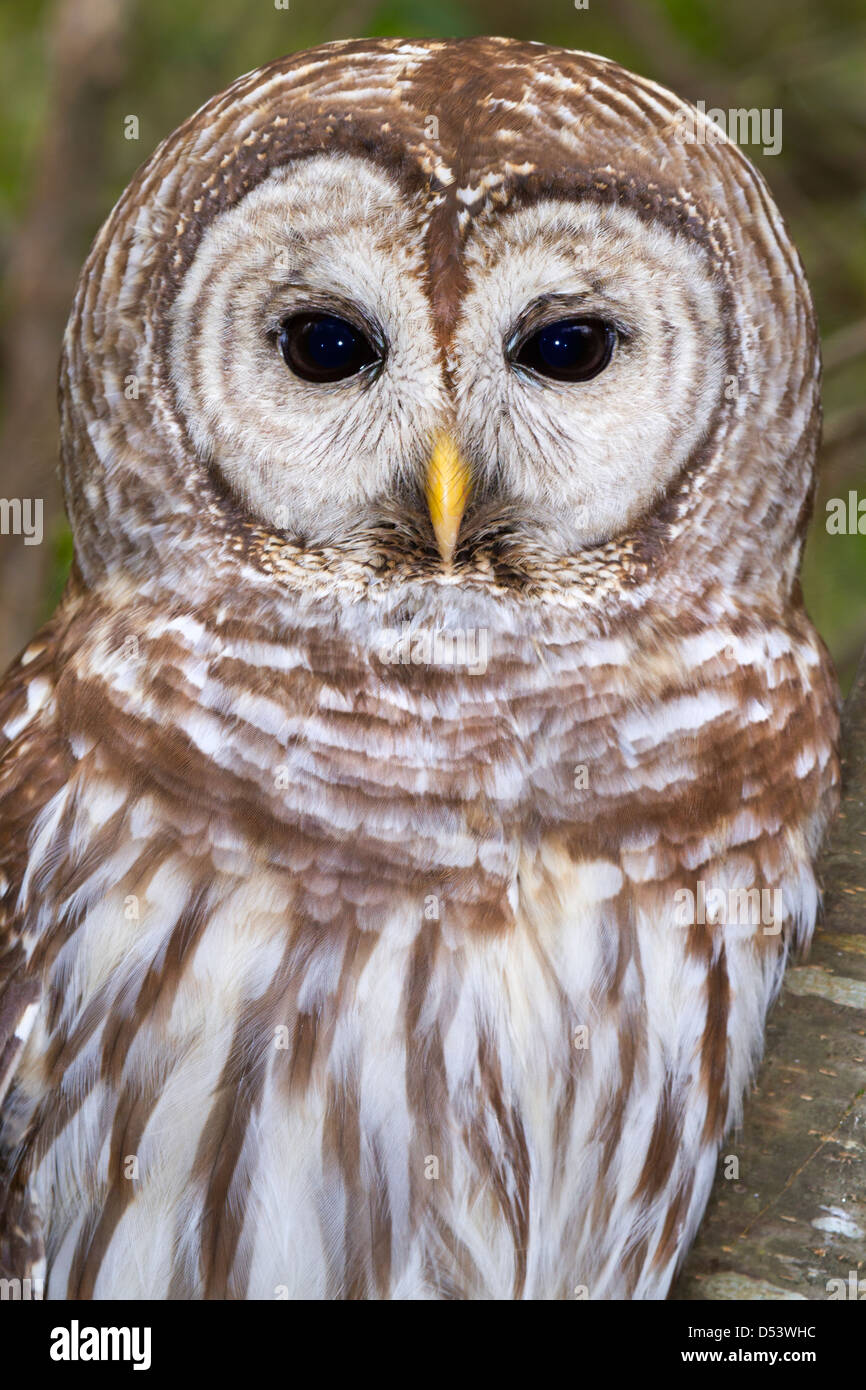 Barred owl (Strix varia) portrait. Stock Photo