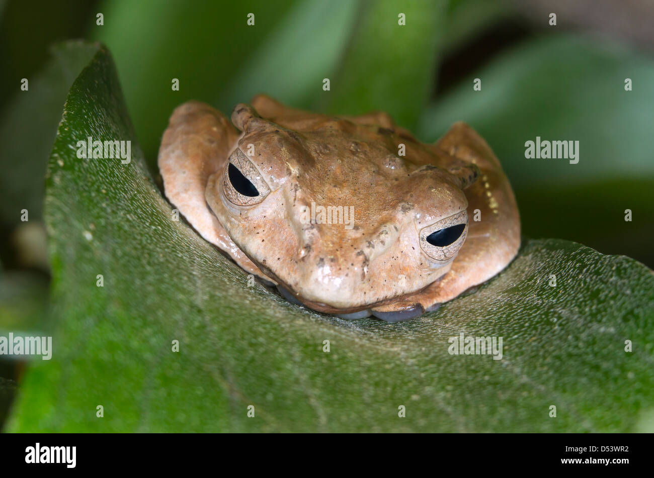 File-eared tree frog or bony-headed flying frog (Polypedates otilophus) hiding on a leaf. Stock Photo