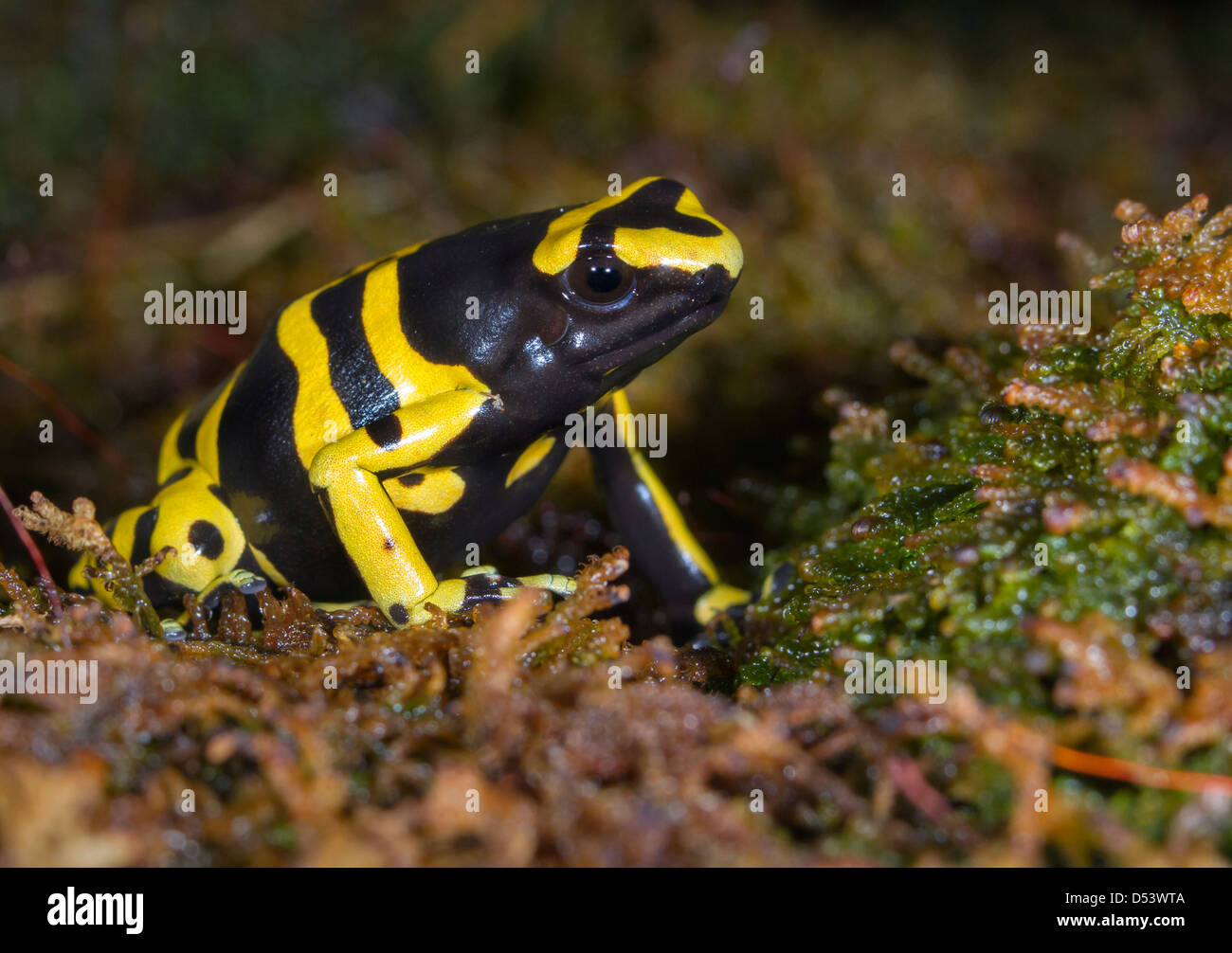Yellow-banded poison dart frog or bumblebee poison frog (Dendrobates leucomelas). Stock Photo